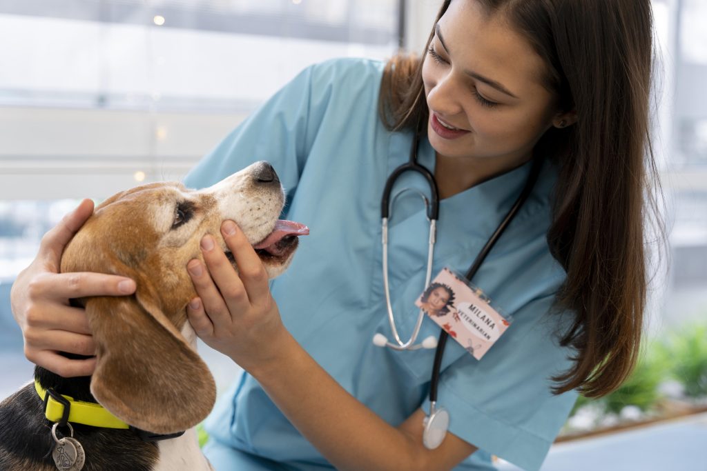 contabilidade para veterinário