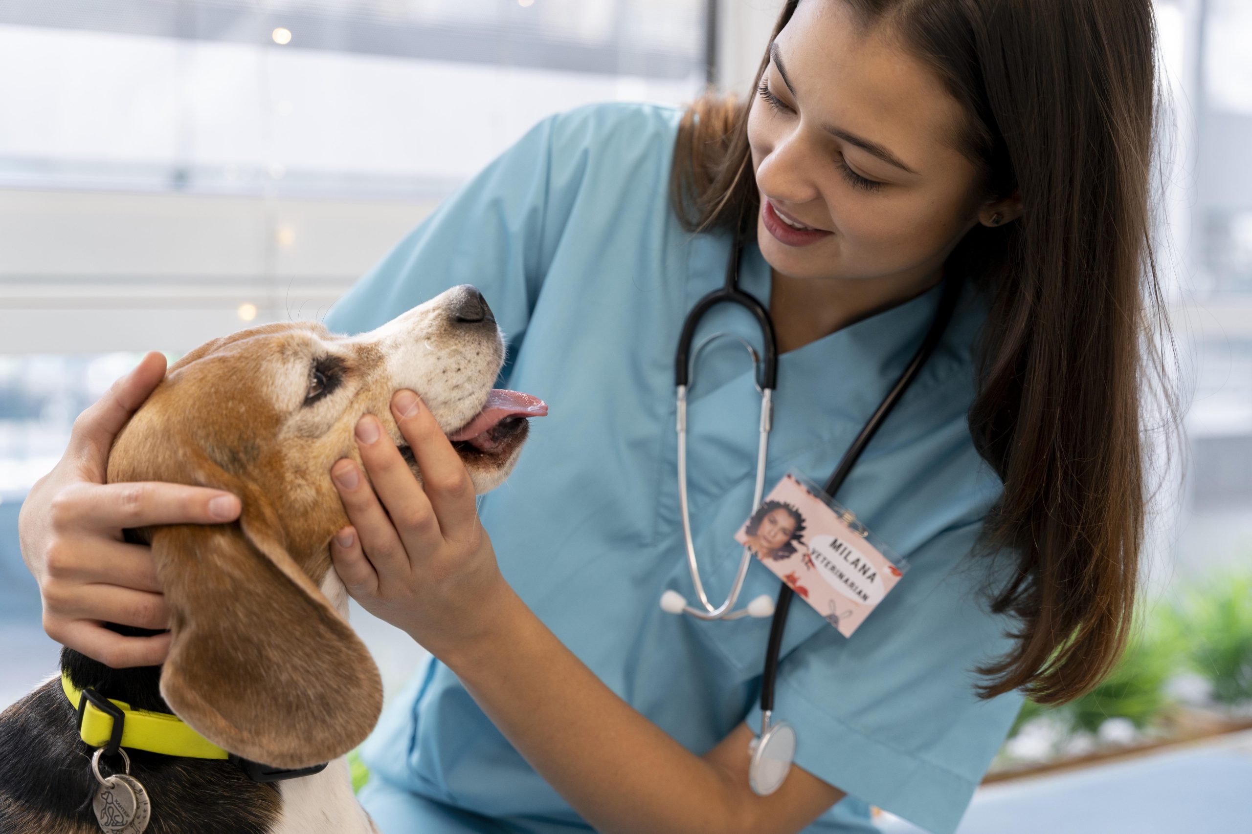 contabilidade para veterinário